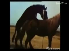 Dude films his horse getting lustful and fucking it is horse fellow